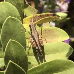 Phaulacridium vittatum at Aranda, ACT - 11 Dec 2019 12:53 PM