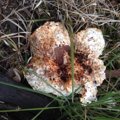 Unidentified Cup or disk - with no 'eggs' at Quaama, NSW - 22 Sep 2017 by FionaG