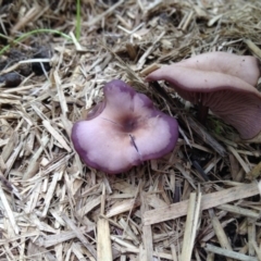 Unidentified Cup or disk - with no 'eggs' at Quaama, NSW - 19 Nov 2017 by FionaG