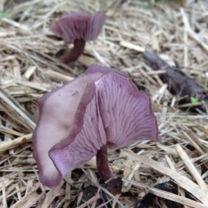 zz agaric (stem; gills not white/cream) at Quaama, NSW - 20 Nov 2017 10:30 AM
