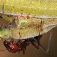 Sextius virescens (Acacia horned treehopper) at Chifley, ACT - 11 Dec 2019 by Marthijn