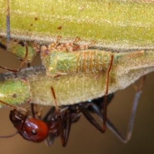 Sextius virescens at Chifley, ACT - 12 Dec 2019 09:23 AM