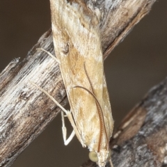 Hellula hydralis (Cabbage Centre Moth) at Tuggeranong DC, ACT - 12 Dec 2019 by Marthijn