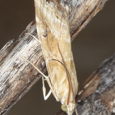 Hellula hydralis (Cabbage Centre Moth) at Tuggeranong DC, ACT - 11 Dec 2019 by Marthijn