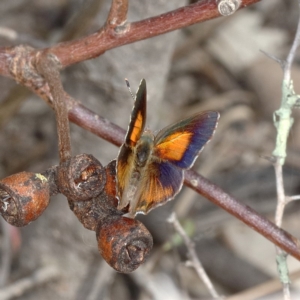 Paralucia pyrodiscus at Tuggeranong DC, ACT - suppressed