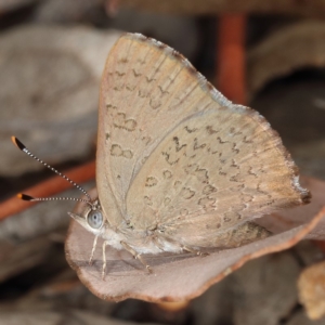 Paralucia pyrodiscus at Tuggeranong DC, ACT - suppressed