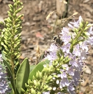 Megachile (Eutricharaea) sp. (genus & subgenus) at Aranda, ACT - 12 Dec 2019 01:01 PM