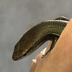 Lampropholis delicata (Delicate Skink) at Aranda, ACT - 12 Dec 2019 by Jubeyjubes