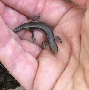 Lampropholis delicata at Aranda, ACT - 12 Dec 2019