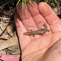 Lampropholis delicata at Aranda, ACT - 12 Dec 2019