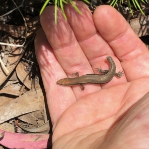 Lampropholis delicata at Aranda, ACT - 12 Dec 2019