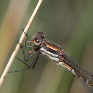 Austrolestes psyche at Acton, ACT - 9 Dec 2019