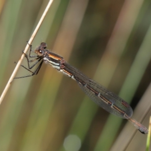 Austrolestes psyche at Acton, ACT - 9 Dec 2019