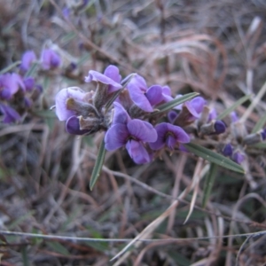 Hovea heterophylla at Kambah, ACT - 16 Aug 2015