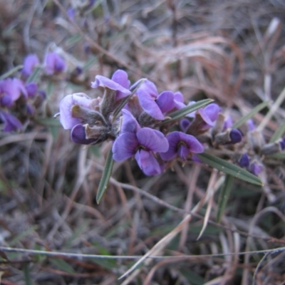 Hovea heterophylla (Common Hovea) at Kambah, ACT - 16 Aug 2015 by AndyRoo