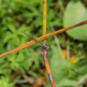 Austroargiolestes icteromelas at Acton, ACT - 9 Dec 2019