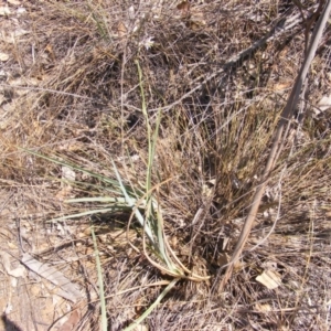 Dianella sp. aff. longifolia (Benambra) at Capital Hill, ACT - 12 Dec 2019 02:02 PM