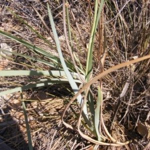 Dianella sp. aff. longifolia (Benambra) at Capital Hill, ACT - 12 Dec 2019 02:02 PM