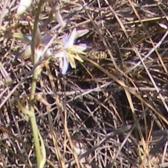 Dianella sp. aff. longifolia (Benambra) at Capital Hill, ACT - 12 Dec 2019 02:02 PM