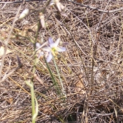 Dianella sp. aff. longifolia (Benambra) at Capital Hill, ACT - 12 Dec 2019