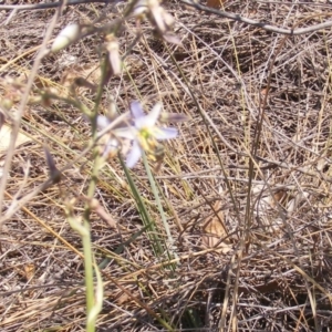 Dianella sp. aff. longifolia (Benambra) at Capital Hill, ACT - 12 Dec 2019 02:02 PM