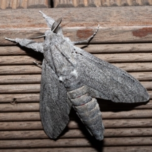 Endoxyla nubila at Symonston, ACT - 8 Dec 2019 08:18 PM