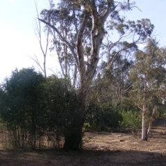 Eucalyptus melliodora (Yellow Box) at Hughes, ACT - 10 Dec 2019 by MichaelMulvaney