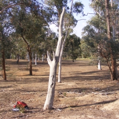 Eucalyptus sp. (dead tree) (Dead Hollow-bearing Eucalypt) at Federal Golf Course - 10 Dec 2019 by MichaelMulvaney