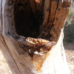 Eucalyptus sp. (dead tree) at Hughes, ACT - 10 Dec 2019