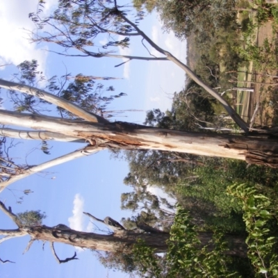 Eucalyptus globulus subsp. bicostata (Southern Blue Gum, Eurabbie) at Federal Golf Course - 10 Dec 2019 by MichaelMulvaney