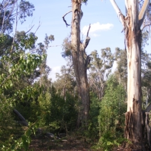 Eucalyptus melliodora at Hughes, ACT - 10 Dec 2019 05:25 PM