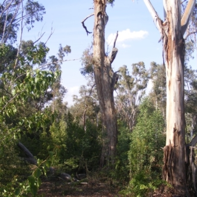 Eucalyptus melliodora (Yellow Box) at Federal Golf Course - 10 Dec 2019 by MichaelMulvaney