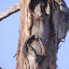 Eucalyptus melliodora at Hughes, ACT - 10 Dec 2019 05:25 PM