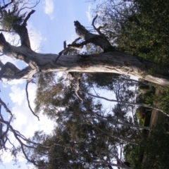 Eucalyptus melliodora (Yellow Box) at Federal Golf Course - 10 Dec 2019 by MichaelMulvaney