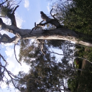 Eucalyptus melliodora at Hughes, ACT - 10 Dec 2019 05:36 PM