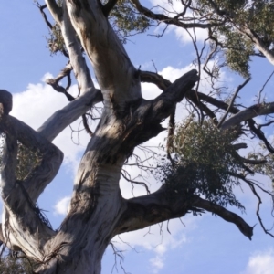 Eucalyptus melliodora at Hughes, ACT - 10 Dec 2019