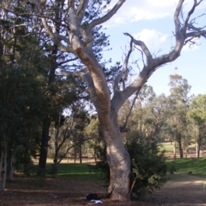 Eucalyptus sp. (dead tree) at Hughes, ACT - 10 Dec 2019 05:43 PM