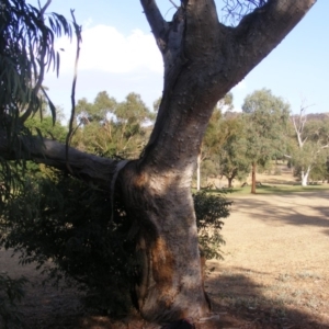 Eucalyptus sp. (dead tree) at Hughes, ACT - 10 Dec 2019 05:43 PM