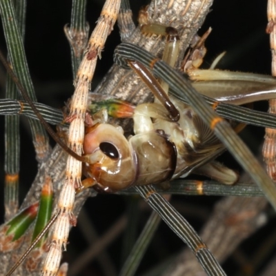 Gryllacrididae (family) (Wood, Raspy or Leaf Rolling Cricket) at Rosedale, NSW - 14 Nov 2019 by jb2602