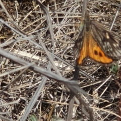 Synemon collecta (Striated Sun Moth) at suppressed - 11 Dec 2019 by Sherwood