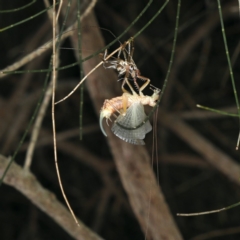 Gryllacrididae (family) (Wood, Raspy or Leaf Rolling Cricket) at Rosedale, NSW - 14 Nov 2019 by jb2602