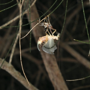 Gryllacrididae (family) at Rosedale, NSW - 14 Nov 2019 09:17 PM