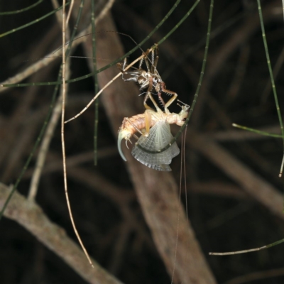 Gryllacrididae (family) (Wood, Raspy or Leaf Rolling Cricket) at Rosedale, NSW - 14 Nov 2019 by jb2602