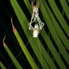 Austrosalomona sp. (genus) at Rosedale, NSW - 14 Nov 2019 09:25 PM