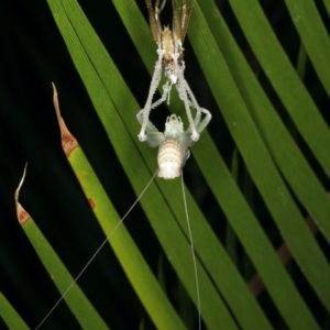 Austrosalomona sp. (genus) at Rosedale, NSW - 14 Nov 2019 09:25 PM