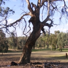 Eucalyptus sp. (dead tree) (Dead Hollow-bearing Eucalypt) at Hughes, ACT - 10 Dec 2019 by MichaelMulvaney