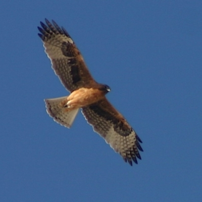 Hieraaetus morphnoides (Little Eagle) at Quaama, NSW - 22 Jul 2006 by FionaG