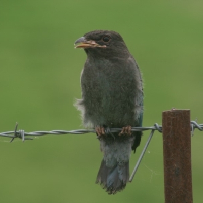 Eurystomus orientalis (Dollarbird) at Verona, NSW - 19 Jan 2015 by FionaG