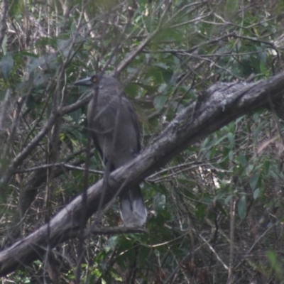 Strepera versicolor (Grey Currawong) at Quaama, NSW - 3 Jun 2018 by FionaG