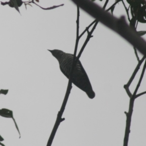 Chrysococcyx lucidus at Quaama, NSW - 5 Nov 2014 11:32 AM